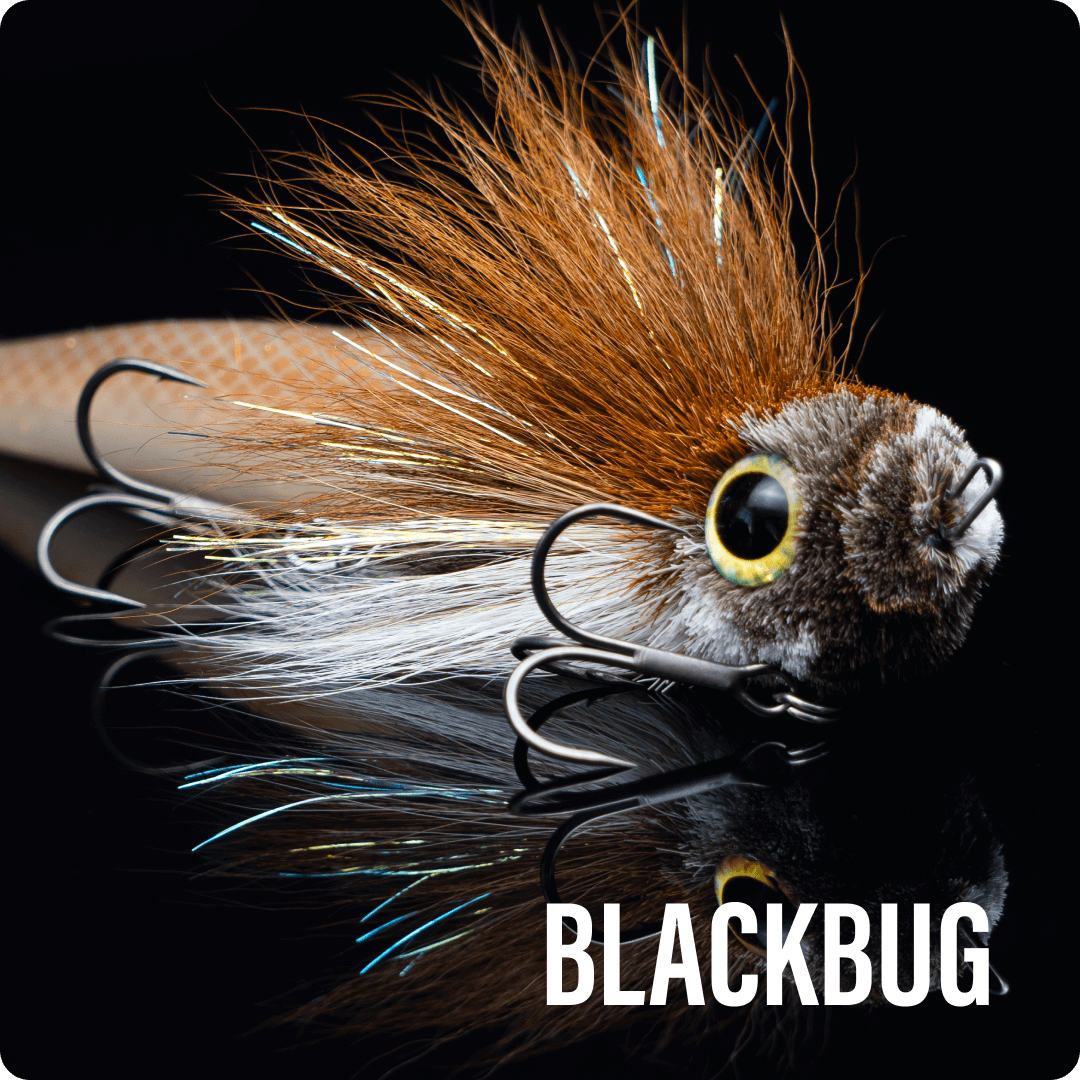 BlackBug