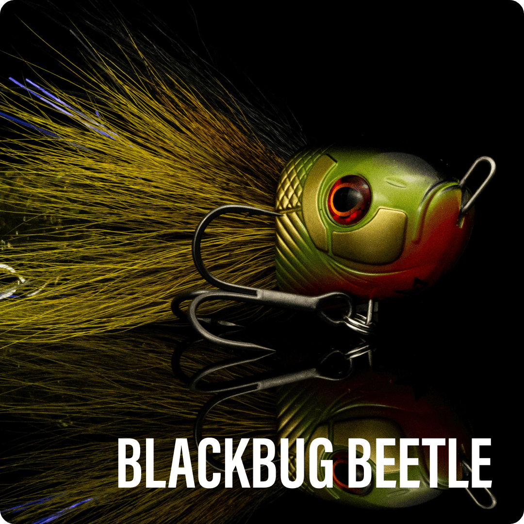 BlackBug Beetle